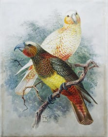 Johannes Keulemans Original Watercolor of a Banded Kaka, and Variety