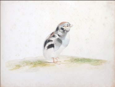 Pieter Holysteyn Original Watercolor of a Chick