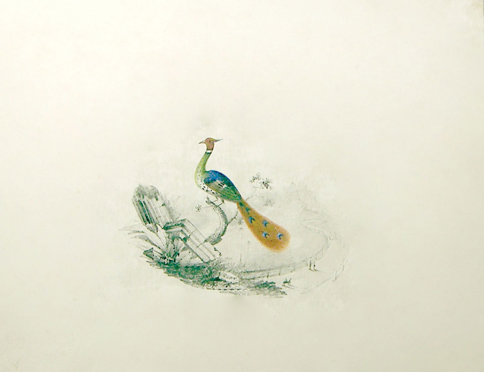 Edward Lear Original Watercolor of a Peacock: LEAR, Edward (British, 1812-1888). Peacock. Watercolor on paper. ca. 1830. 9" x 7" sheet, 17 3/4" x 15 3/4" framed.