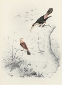 Edward Lear Original Watercolor of a Pair of Birds on a Tree Branch