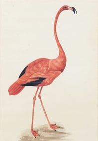 Sarah Stone Original Watercolor, American Flamingo