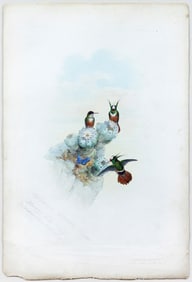 John Gould Original Watercolor of a Hummingbird, Lophornis adorabilis, Salvin or Salvin?s Coquette