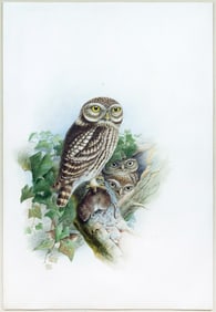 Joseph Wolf Original Watercolor of an Owl Family