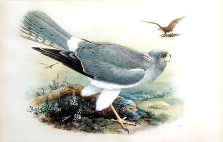 Henry C. Richter Original Watercolor, Hen Harrier