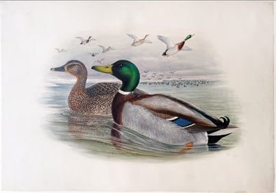 Henry C. Richter Original Watercolor, Mallard or Wild Duck