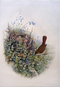 Henry C. Richter Original Watercolor, Common Nightingale
