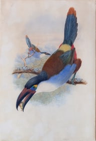 William M. Hart & John Gould Original Watercolor, Black-Billed Mountain Toucan