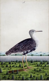 Lucknow School Indian Watercolor of a Ruff in a marsh river landscape