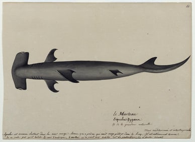 Freminville Original Watercolor of a Hammerhead shark in the Red Sea