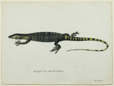 Freminville Original Watercolor of a Lizard in Sydney, Australia