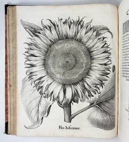 Basilius Besler's Hortus Eystettensis, First Edition - Variant A