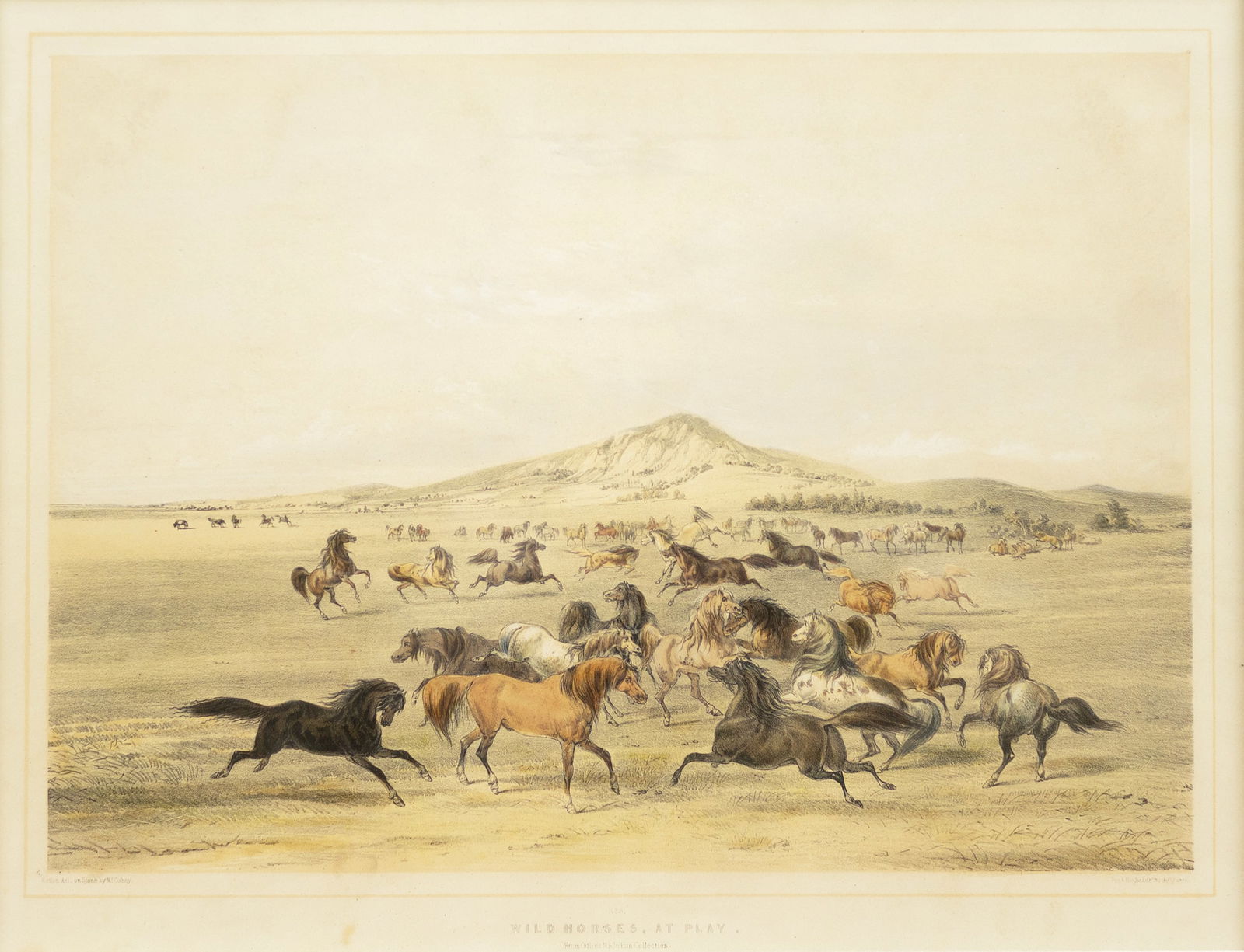 George Catlin Lithograph from his North American Indian Portfolio, Wild Horses at Play: CATLIN, George (1796-1872). Wild Horses at Play. Lithograph with original hand color. From The North American Indian Portfolio. London, 1844-1848. 14 1/2" x 19 1/2" visible, 24 1/2" x 29 1/2" framed.