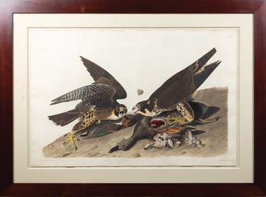 Audubon Aquatint, Great-Footed Hawk [Peregrine Falcon], Plate 16 - John Vickers Painter's Collection