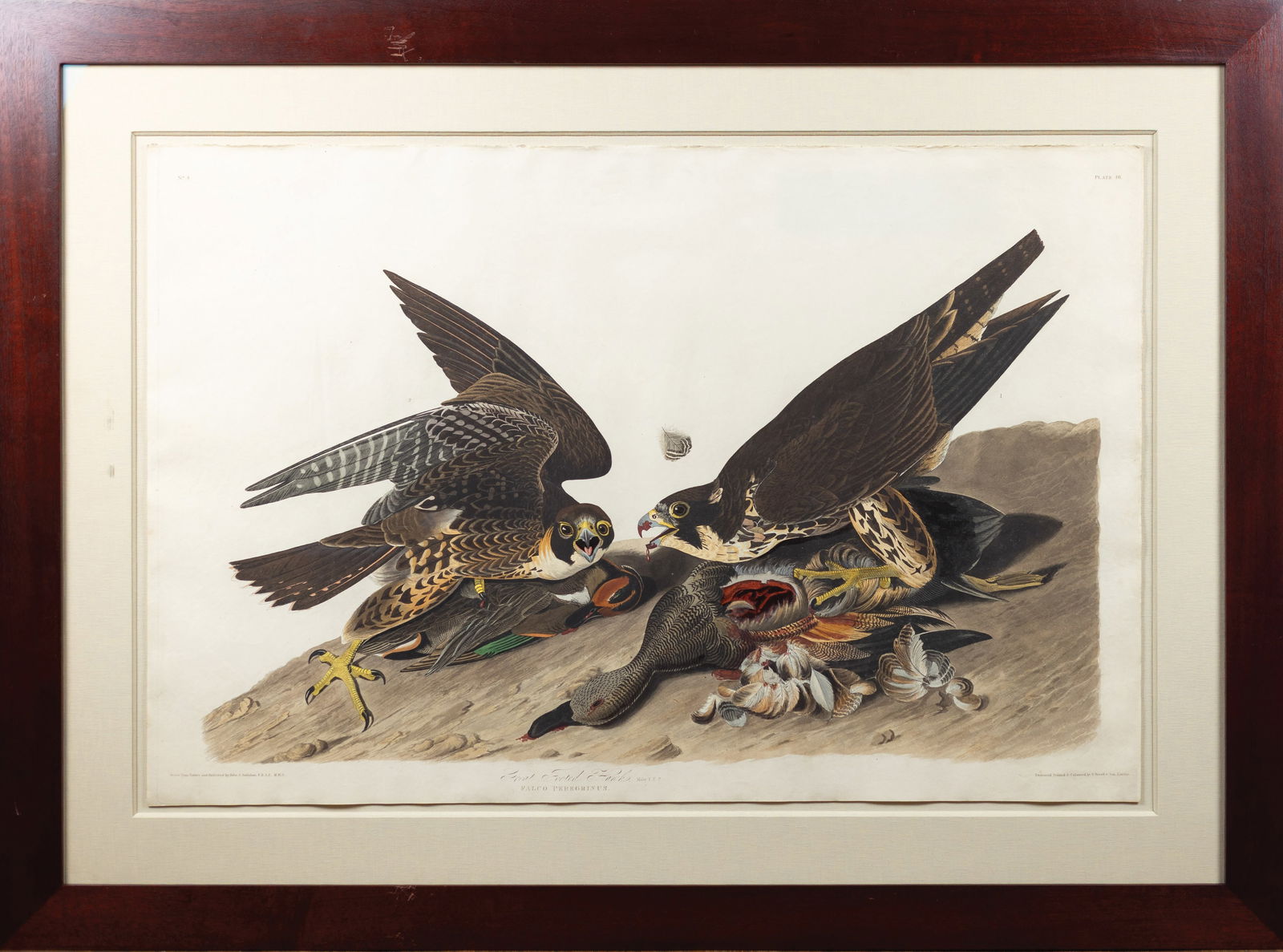 Audubon Aquatint, Great-Footed Hawk [Peregrine Falcon], Plate 16 - John Vickers Painter's Collection