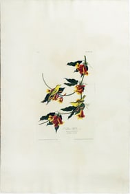 Audubon Aquatint, Rathbone's Warbler, Plate 65 - John Vickers Painter's Collection