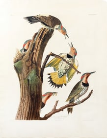 Audubon Aquatint, Golden-Winged Woodpecker, Plate 37 - State Bird of Alabama