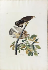 Audubon Aquatint, Pigeon Hawk, Plate 92