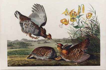 Audubon Aquatint, Pinneated Grouse, Plate 186