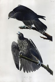 Audubon Aquatint, Labrador Falcon, Plate 196