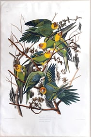 Audubon Aquatint, Carolina Parrot, Plate 26 -  Magnificent Sachsen-Meiningen Set