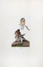 Audubon Aquatint, Little Owl, Plate 199.