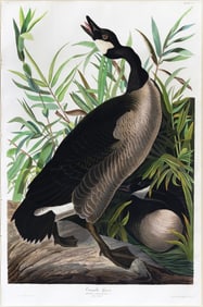 Audubon Aquatint, Canada Goose, Plate 201