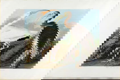 Audubon Aquatint, White Ibis, Plate 222