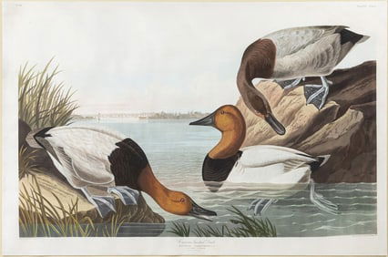 Audubon Aquatint, Canvas Backed Duck, Plate 301 [With View of Baltimore, Maryland in the background]
