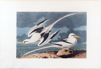 Audubon Aquatint, Tropic Bird, Plate 262