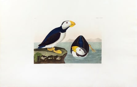 Audubon Aquatint, Large-Billed Puffin, Plate 293