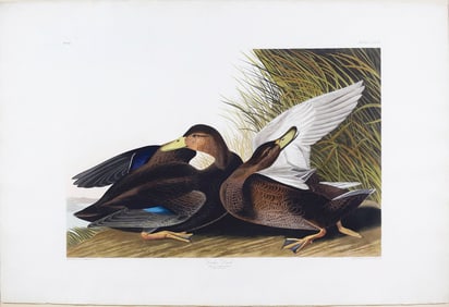 Audubon Aquatint, Dusky Duck, Plate 302