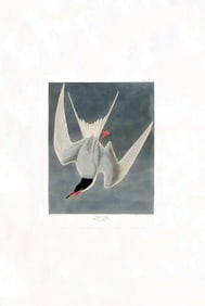 Audubon Aquatint, Great Tern, Plate 309