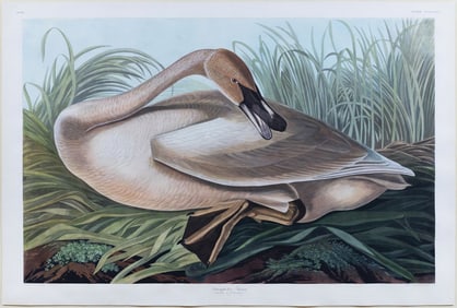 Audubon Aquatint, Trumpeter Swan Young, Plate 376