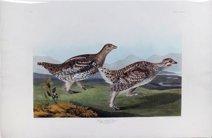 Audubon Aquatint, Sharp-Tailed Grous, Plate 382