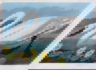 Audubon Aquatint, Common American Swan, Plate 411