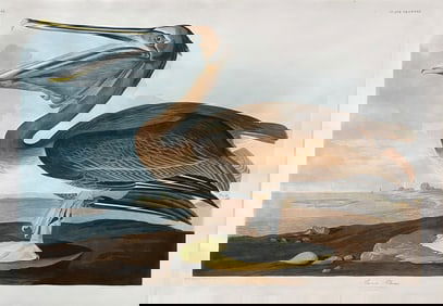 Audubon Aquatint, Brown Pelican, Plate 421 - State Bird of Louisiana