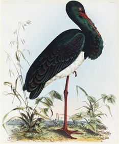 Selby Engraving from British Ornithology - [Black Stork (Ciconia Nigra)], Plate XI