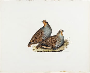 Selby Engraving from British Ornithology - Partridges, Plate LXI