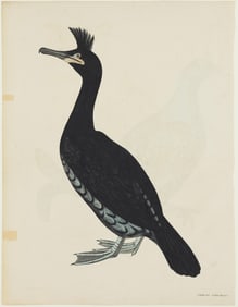 Selby Engraving from British Ornithology - Crested Cormorant [with] Black Grouse [on verso]