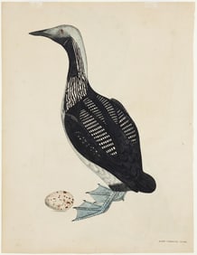 Selby Engraving from British Ornithology - Black Throated Diver [with] Northern Diver [on verso]
