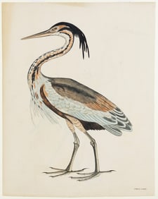 Selby Engraving from British Ornithology - Purple Heron [with] White Stock [on verso]