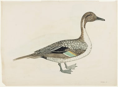 Selby Engraving from British Ornithology - Pintail M. [with] Gooseander [on verso]