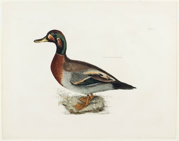 Selby Engraving from British Ornithology - Bemaculated Duck M., Plate LV.