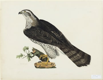 Selby Engraving from British Ornithology - Goshawk adult, Plate XII