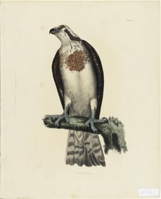 Selby Engraving from British Ornithology - Osprey female, Plate IV