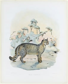 Elliot Lithograph from A Monograph of the Felidae - Felix Caudatus