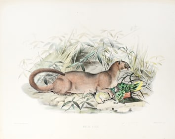 Elliot Lithograph from A Monograph of the Felidae - Felis Eyra