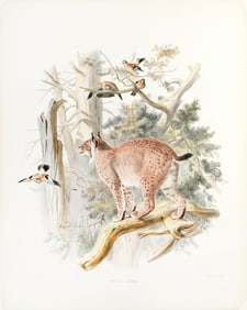 Elliot Lithograph from A Monograph of the Felidae - Felis Lynx
