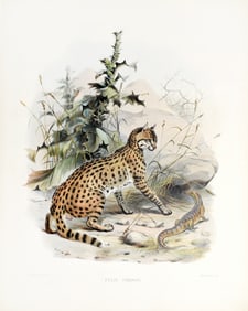 Elliot Lithograph from A Monograph of the Felidae - Felis Ornata