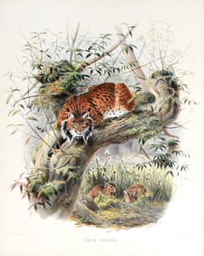 Elliot Lithograph from A Monograph of the Felidae - Felis Pardina